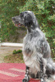 Setter Anglais EMA DELLA CRUISMANY Setter Anglais EMA DELLA CRUISMANY
